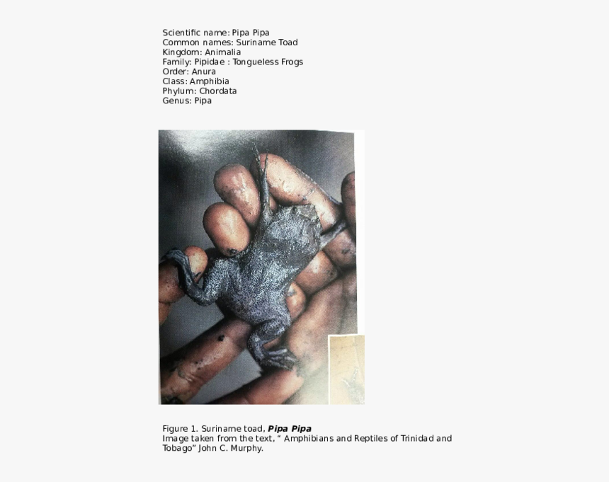 Ammunition, HD Png Download