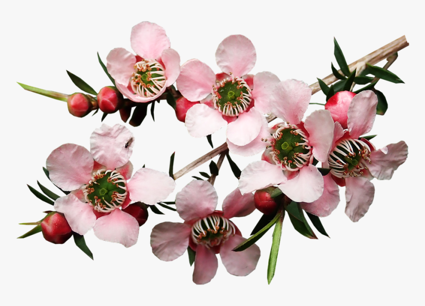 Flowers, Tea Tree, Plant, Garden, Nature, Cut Out - Tea Tree Blossom, HD Png Download