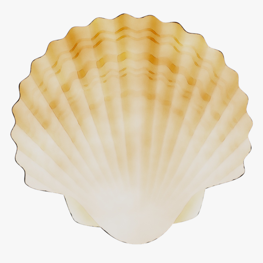 Cockle Conchology Scallops - Scallops Png, Transparent Png