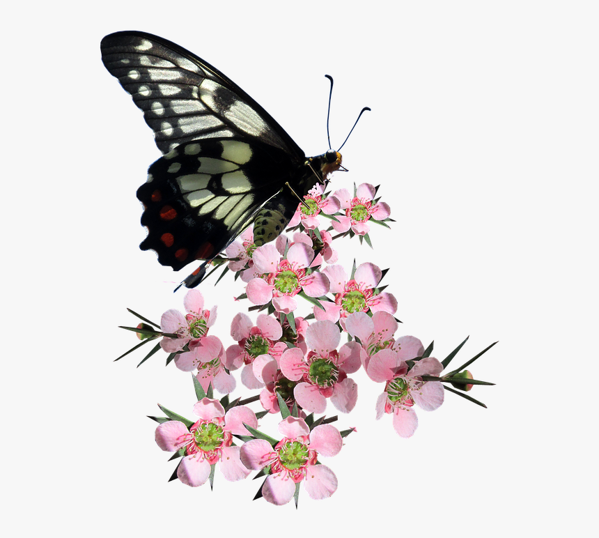 Butterfly, Tea Tree, Flower, Nature - Butterfly On Flower Png, Transparent Png