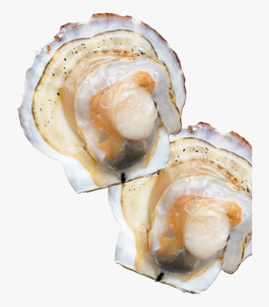 Natural Scallops From Sarufutsu - Tiostrea Chilensis, HD Png Download