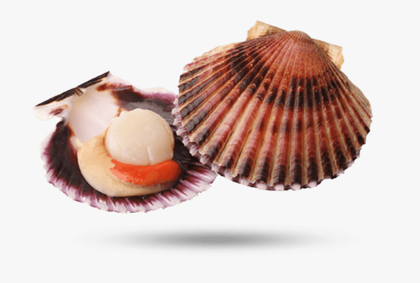 Scallop - Conchiglia A Ventaglio, HD Png Download