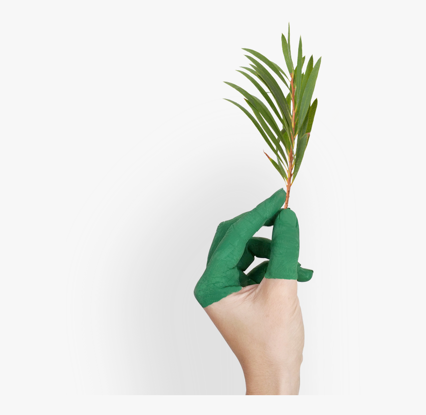 Tea Tree - Arbol De Te Png, Transparent Png