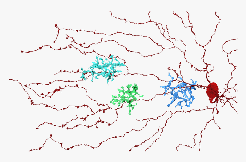 Starburst, Bipolar Cell, Eyewire, Neurons, Nature, - Ramificaciones De Las Dendritas, HD Png Download