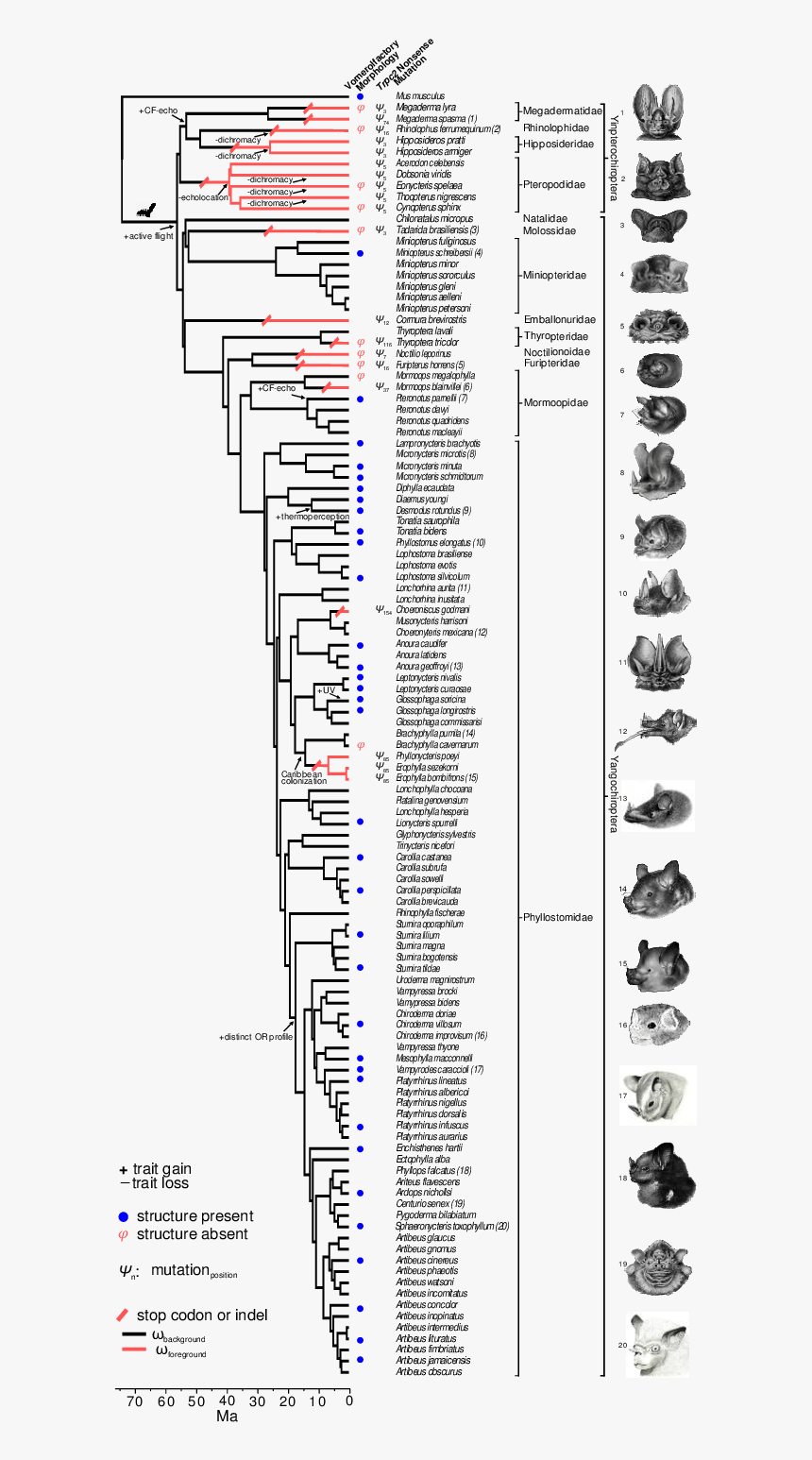 Diagram, HD Png Download