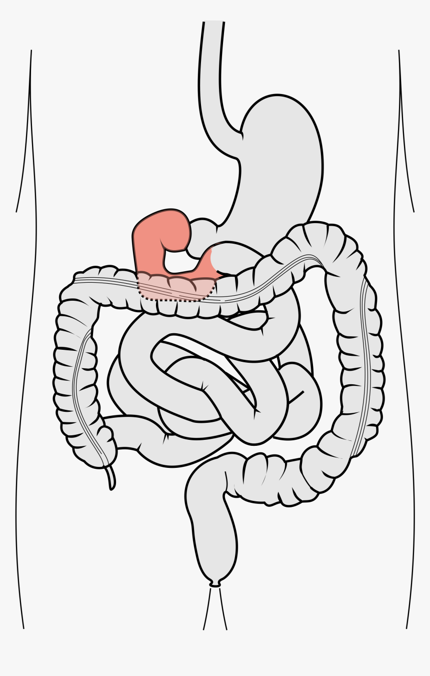 Transparent Small Intestine Png - 12 Fingertarmen, Png Download