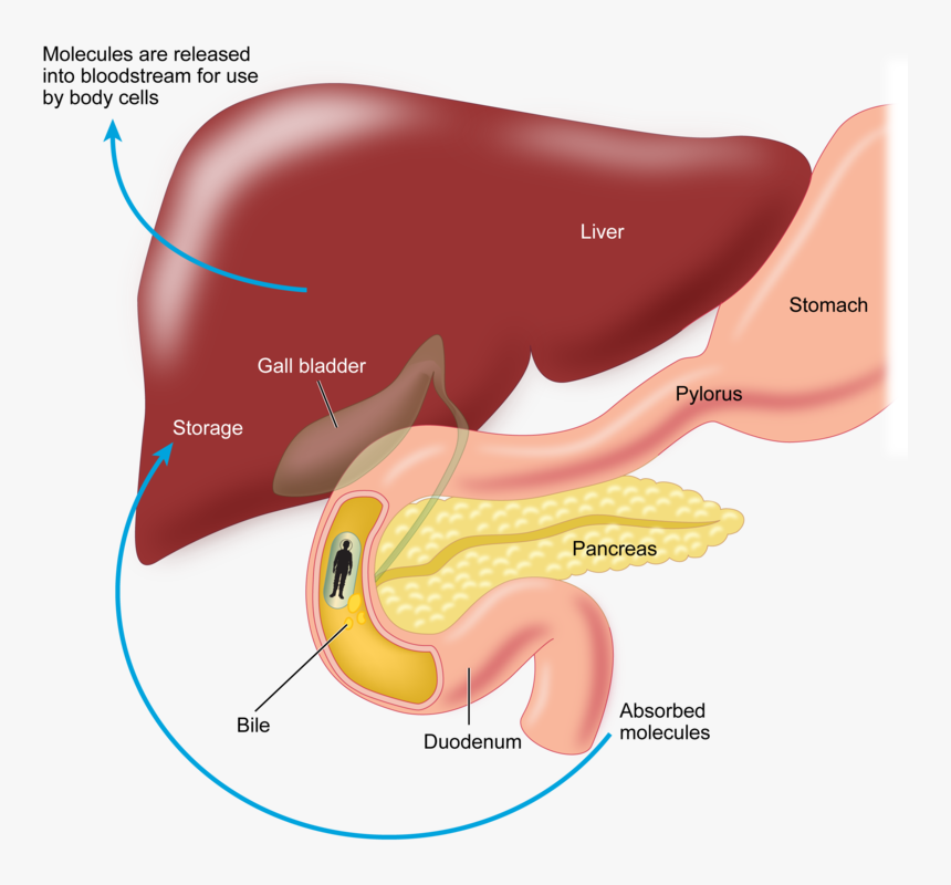 Transparent Digestive System Clipart - Do Absorbed Nutrients Leave The Intestine, HD Png Download