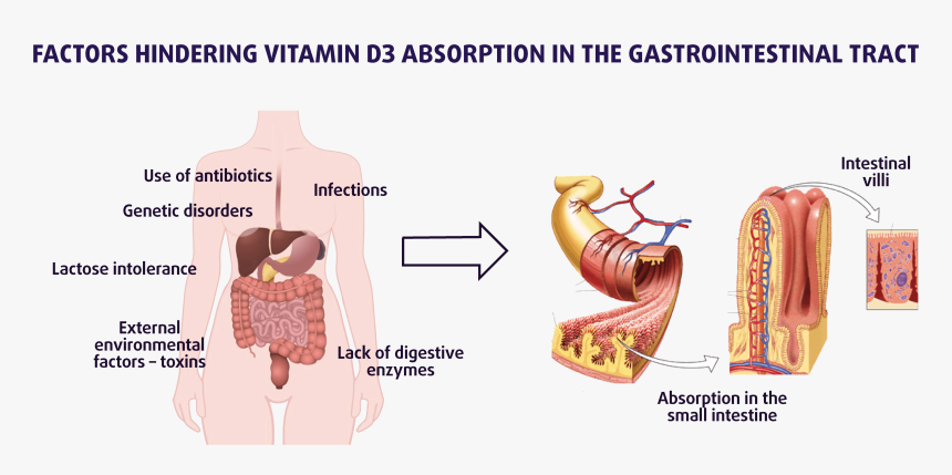 Transparent Small Intestine Png - Digestion Absorption, Png Download
