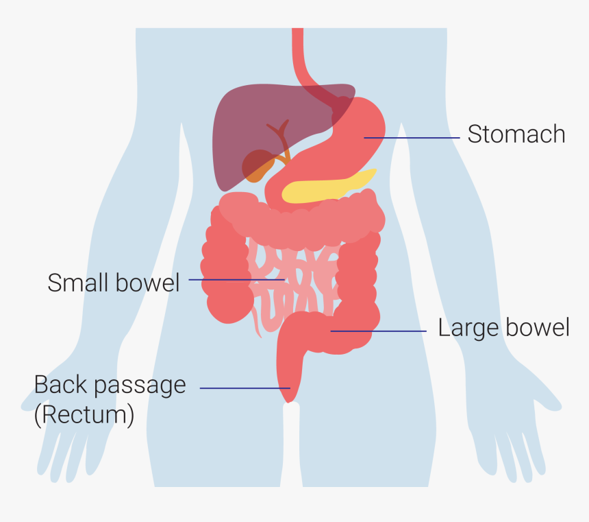 肠胃 图 卡通, HD Png Download