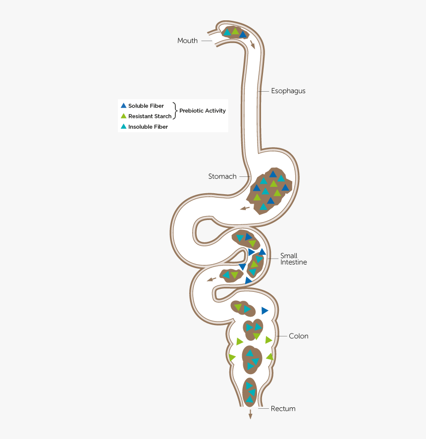 Illustration, HD Png Download