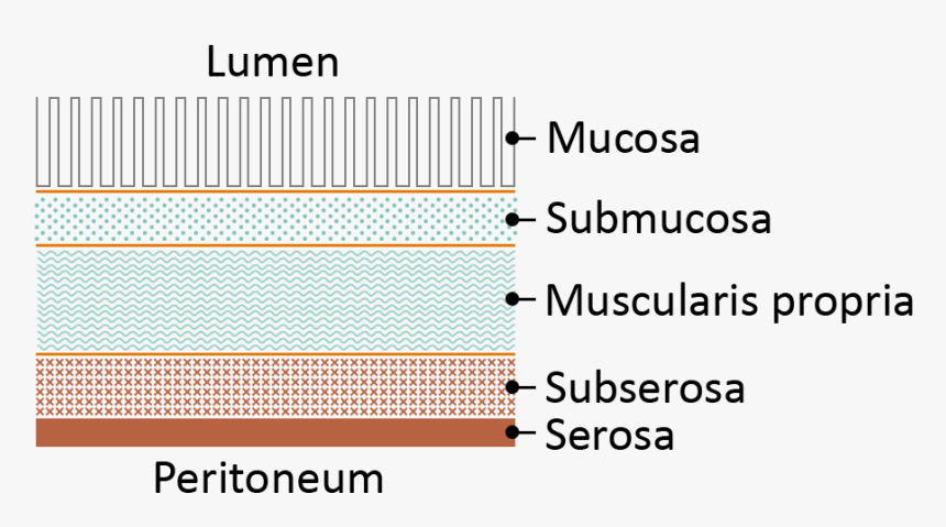 Bowel Layers, HD Png Download