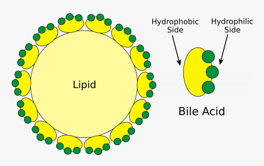Bile, HD Png Download