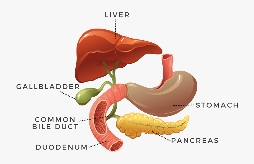 Digestion, HD Png Download