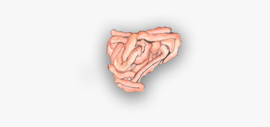 Small Intestine - Tongue, HD Png Download