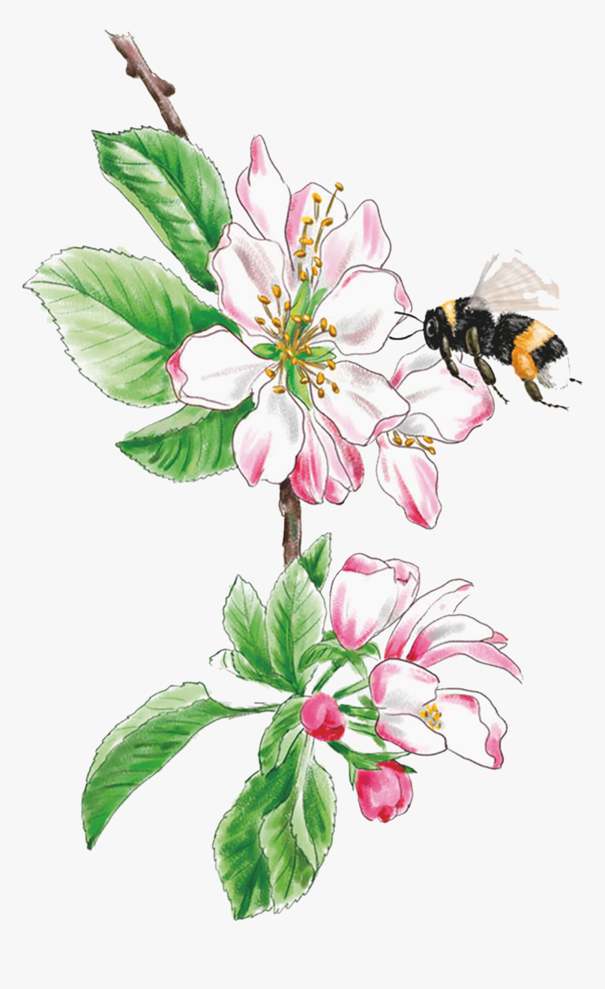 Lily Family, HD Png Download