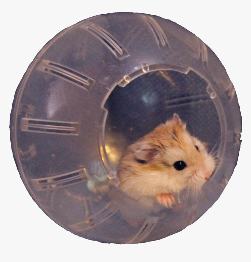 Hamster, HD Png Download