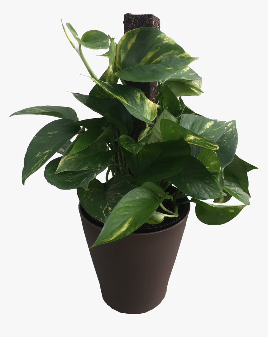 6 In Premium Foliage Pothos Totem Pole - Flowerpot, HD Png Download