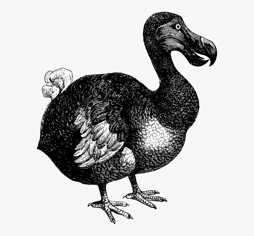 Animal, Bird, Dodo, Extinct, Flightless, Mauritius - Dodo Clipart, HD Png Download