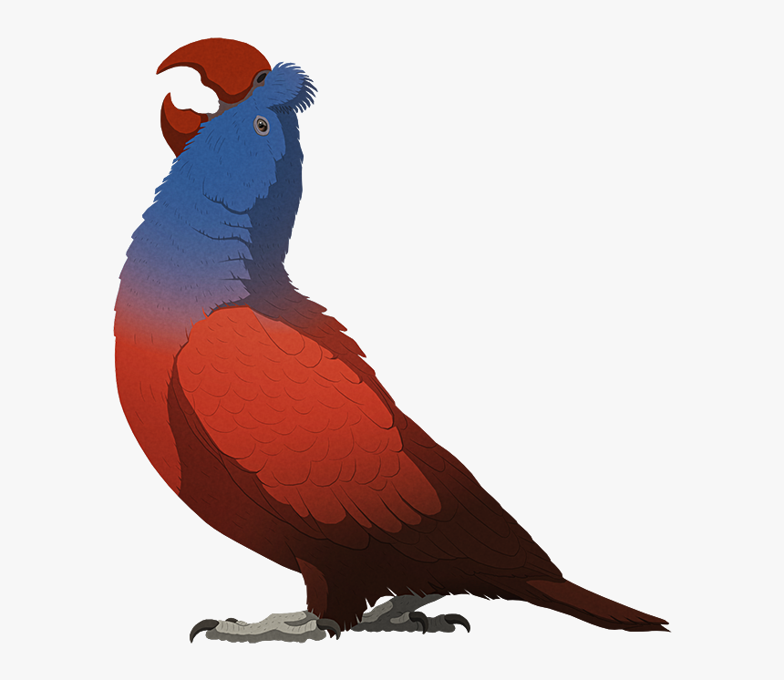 Broad Billed Parrot, HD Png Download