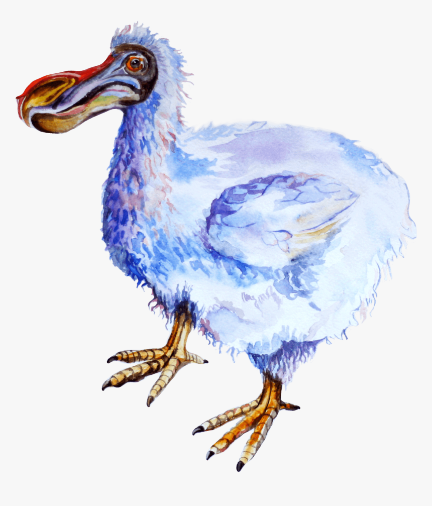 Dodo, HD Png Download