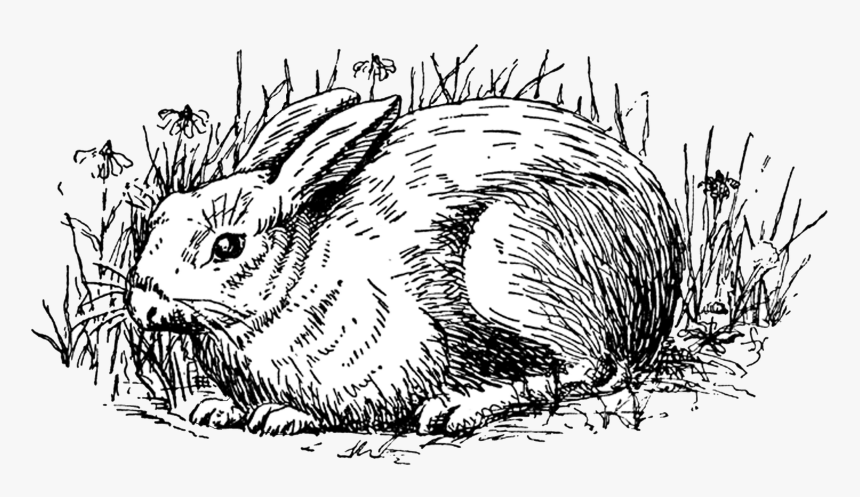 Rabbit Clip Art, HD Png Download