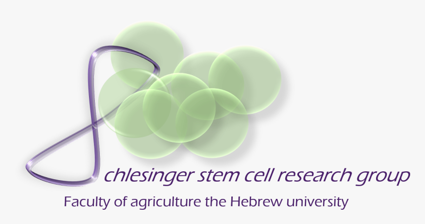 Graphic Design, HD Png Download