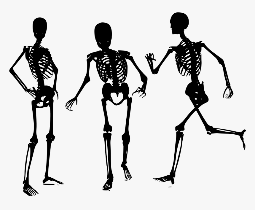 Human Bone Png - Skelett Png, Transparent Png
