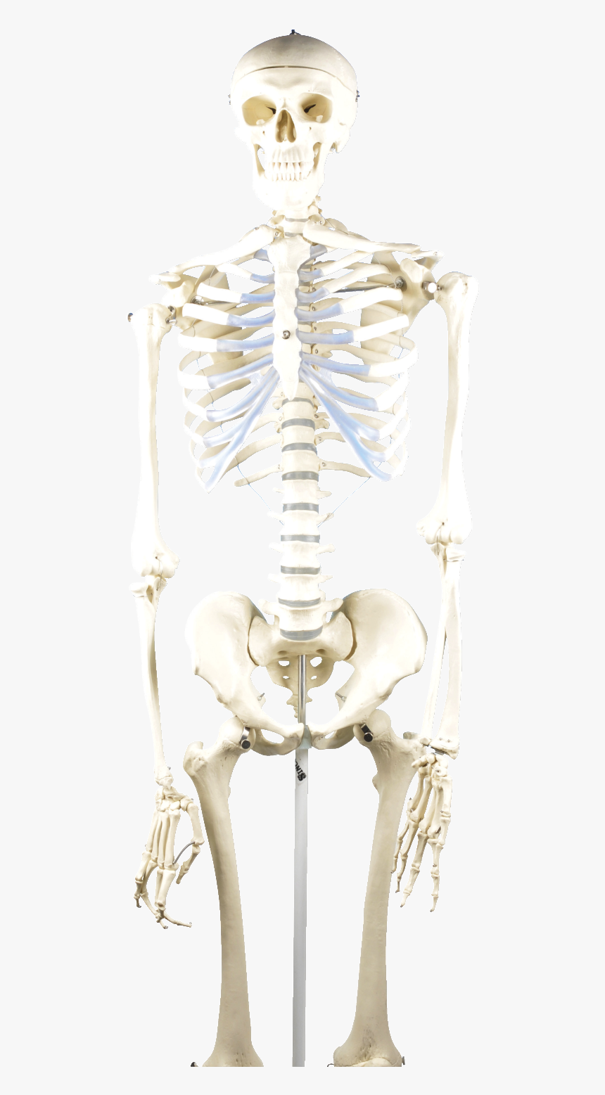 Eisco Basic Human Skeleton Model - Human Skeleton Model, HD Png Download