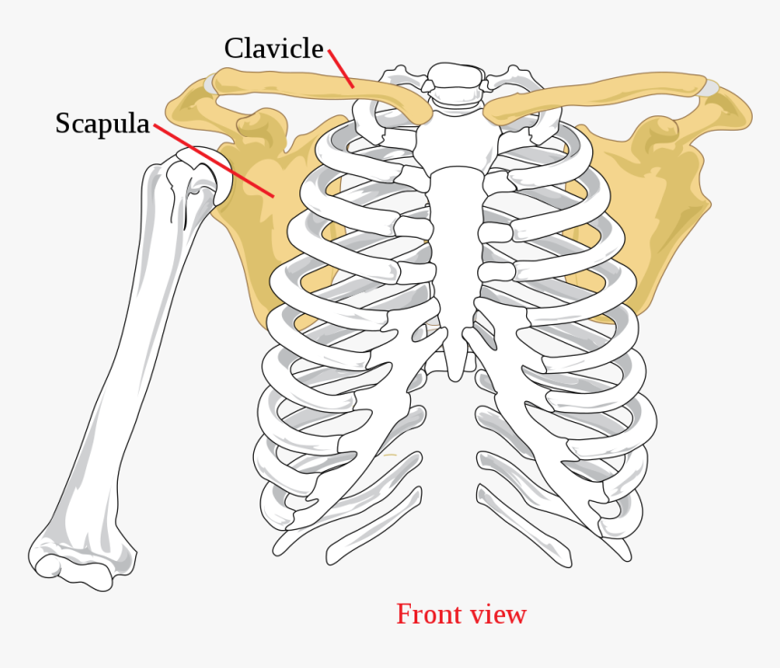 Scapula Meaning In Urdu, HD Png Download , Transparent Png Image PNGitem