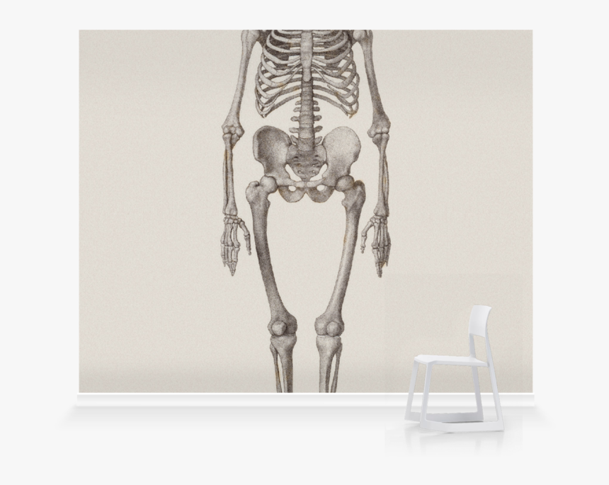 Human Skeleton Art, HD Png Download