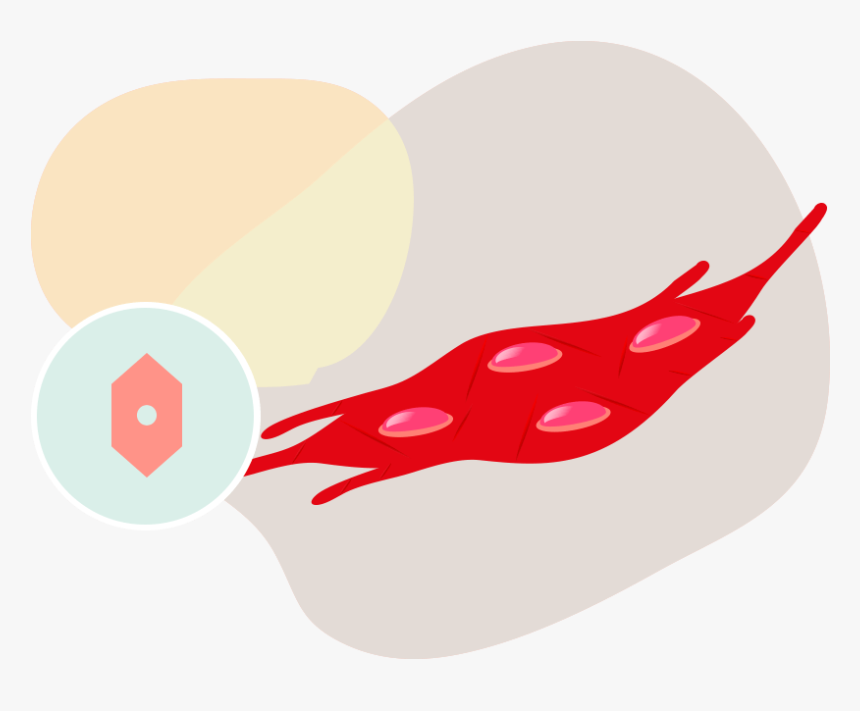 Why Store Umbilical Cord Tissue Cells - Poikkijuovainen Kudos, HD Png Download
