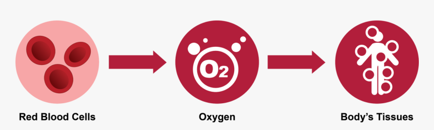 Circle, HD Png Download