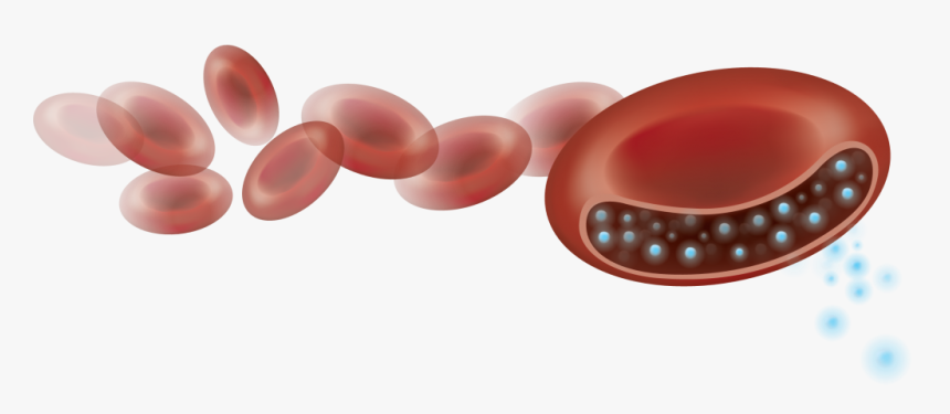 Circle, HD Png Download