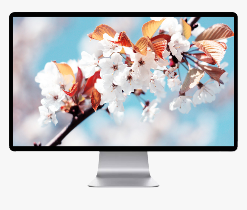 White Cherry Blossom, HD Png Download