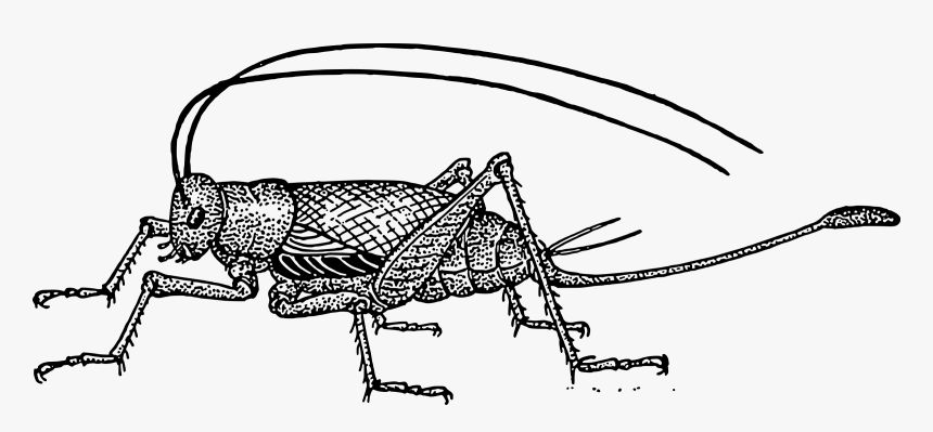 Cricket Clipart Black And White - Characteristics Of Crickets, HD Png Download