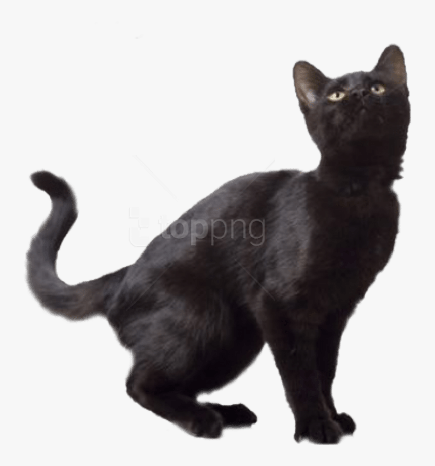 Download Black Cat Images - Transparent Background Black Cat Transparent, HD Png Download