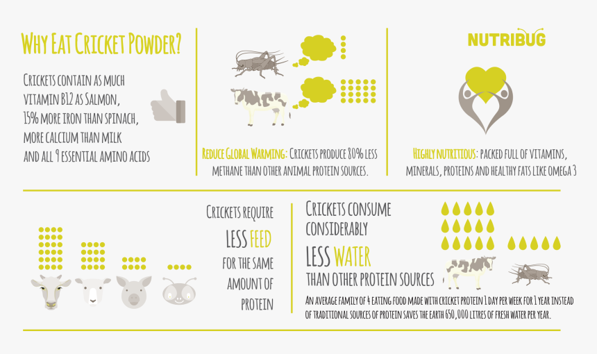 Why Eat Cricket Powder - Graphics, HD Png Download