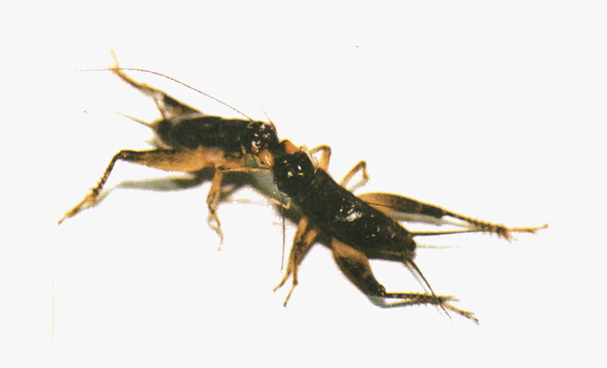 Ant, HD Png Download