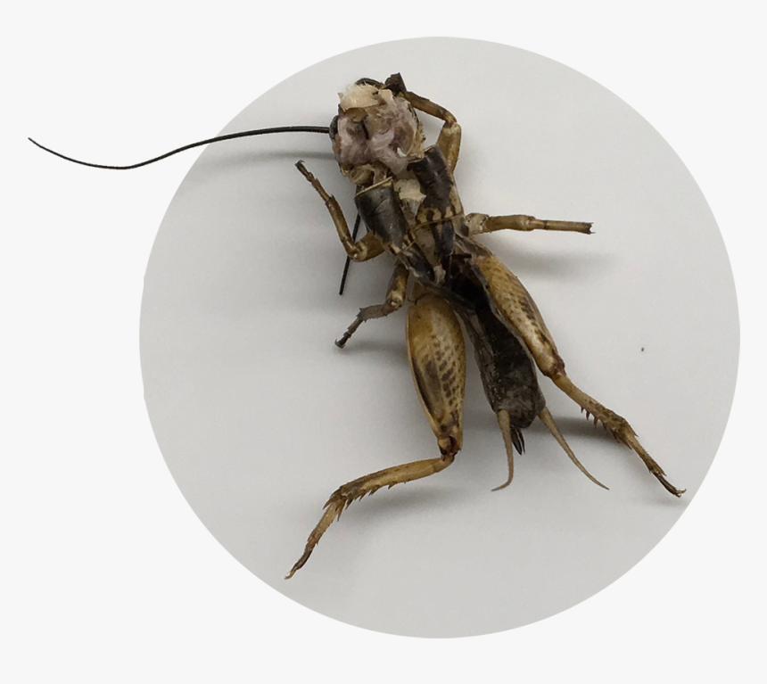 Grasshopper, HD Png Download