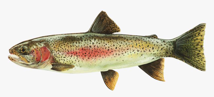 Rainbow Printable 2 - Coastal Cutthroat Trout, HD Png Download