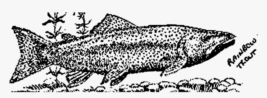 Trout, HD Png Download