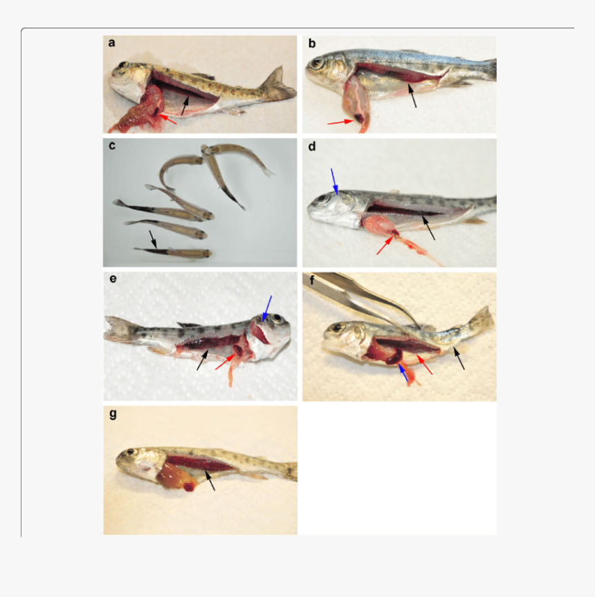 Tetracapsuloides Bryosalmonae Disease, HD Png Download