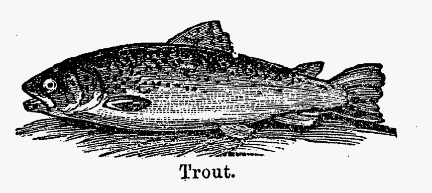 Lake Trout Clipart - Billfish, HD Png Download