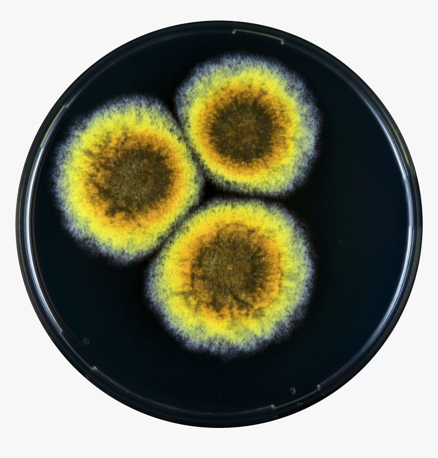 Aspergillus Cibarius Yes - Circle, HD Png Download