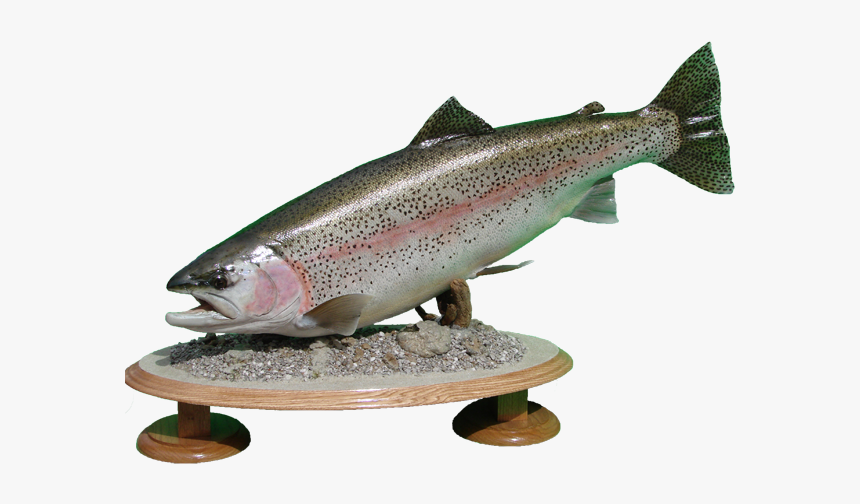Rainbow Trout Mount - Coastal Cutthroat Trout, HD Png Download