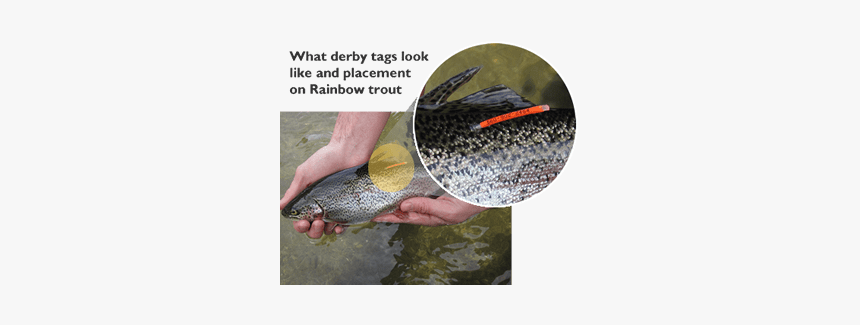 Washington Tagged Trout, HD Png Download