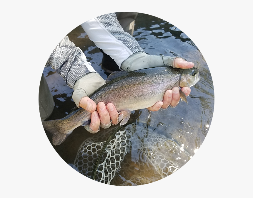Rainbow Trout - Trout, HD Png Download
