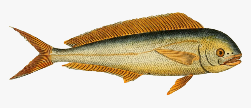 Pomacentridae, HD Png Download