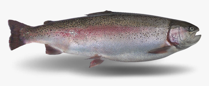 Coastal Cutthroat Trout, HD Png Download