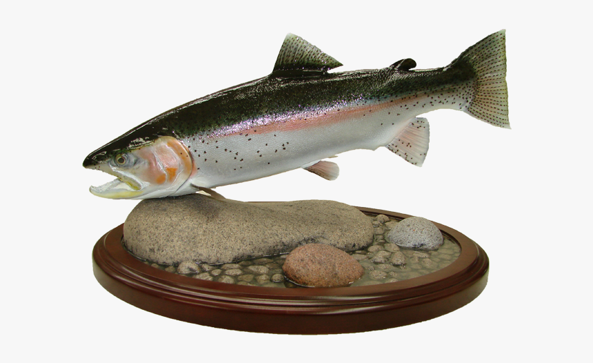 Rainbow Trout Mount - Coastal Cutthroat Trout, HD Png Download